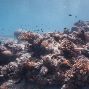 Meet your Posher, Maggie